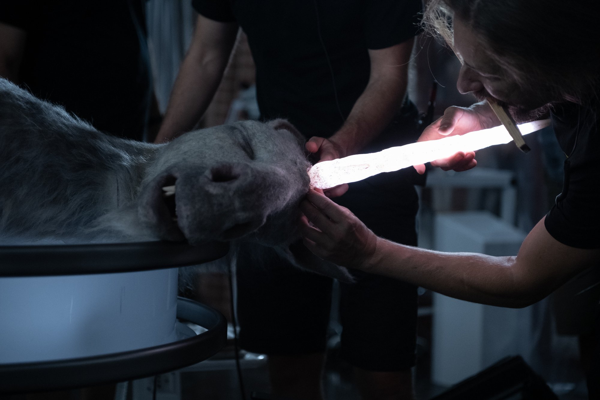 The foal puppet in "Death of a Unicorn."